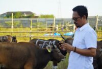 Perusahaan Daerah (PD) Rumah Potong Hewan (RPH) Makassar memastikan stok hewan kurban bisa memenuhi kebutuhan masyarakat menjelang hari raya Idul Adha 1444 H