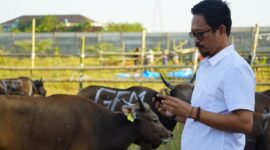 Perusahaan Daerah (PD) Rumah Potong Hewan (RPH) Makassar memastikan stok hewan kurban bisa memenuhi kebutuhan masyarakat menjelang hari raya Idul Adha 1444 H