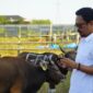 Perusahaan Daerah (PD) Rumah Potong Hewan (RPH) Makassar memastikan stok hewan kurban bisa memenuhi kebutuhan masyarakat menjelang hari raya Idul Adha 1444 H