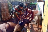 Ada ketentuan khusus yang harus diperhatikan dalam penyembelihan hewan kurban dalam agama Islam
