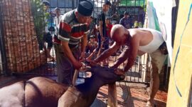 Ada ketentuan khusus yang harus diperhatikan dalam penyembelihan hewan kurban dalam agama Islam