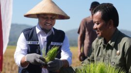 Gubernur Sulawesi Selatan, Andi Sudirman Sulaiman, melakukan penanaman sekaligus panen padi