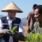 Gubernur Sulawesi Selatan, Andi Sudirman Sulaiman, melakukan penanaman sekaligus panen padi