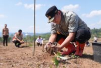 Penjabat Gubernur Sulsel, Bahtiar Baharuddin, mengajarkan para petani di Enrekang bagaimana mengembangkan bibit pisang cavendish