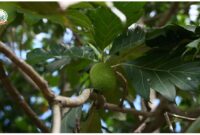 Budidaya tanaman hortikultura, seperti pisang cavendish, sukun, dan nangka madu, ternyata tidak hanya untuk ketahanan pangan